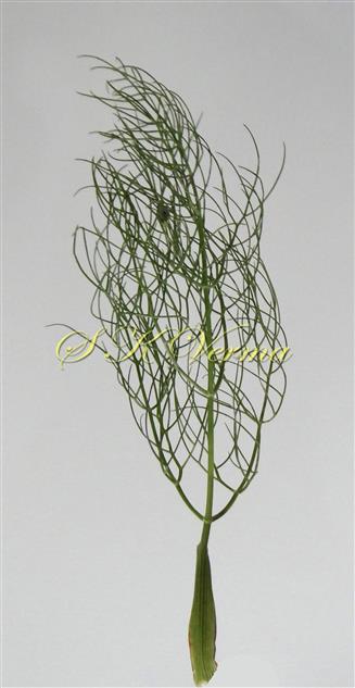  Leaf
